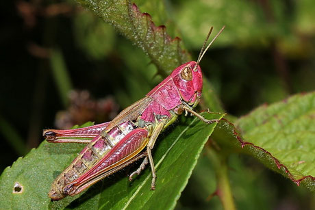 Gemeiner Grashüpfer Chorthippus parallelus