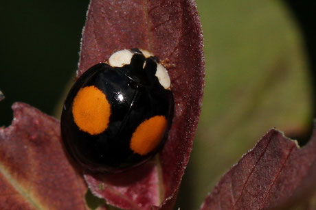 Asiatischer Marienkäfer (Harmonia axyridis) 3