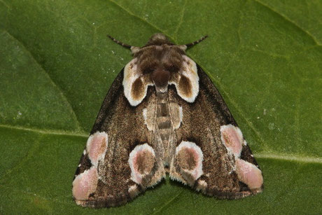 Roseneule (Thyatira batis)