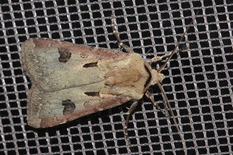 Ausrufungszeichen (Agrotis exclamationis)