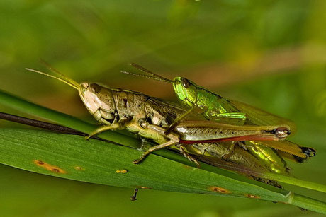 Große Goldschrecke  Chrysochraon dispar