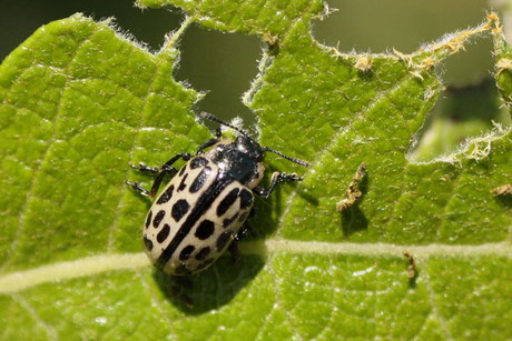 Gefleckter Weidenblattkäfer (C. vigintipunctata)  