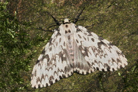  Nonne (Lymantria monacha) 