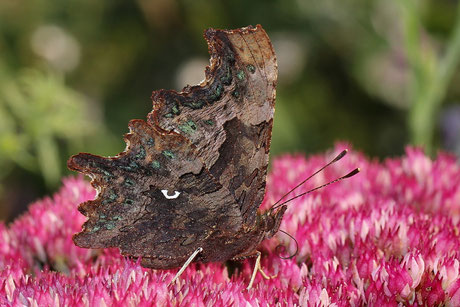 C-Falter (Polygonia c-album)