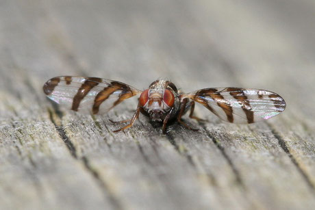 Schmuckfliege Myennis octopunctata