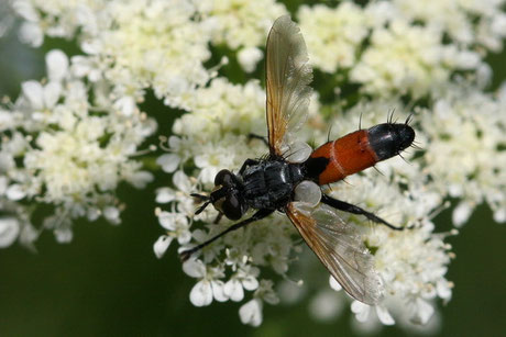  Cylindromyia-brassicaria