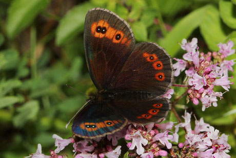 Graubindiger Mohrenfalter Erebia aethiops