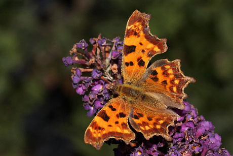 C-Falter (Polygonia c-album)