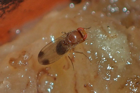 Kirschessigfliege (Drosophila suzukii)