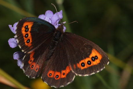 Weißbindiger Mohrenfalter  Erebia ligea