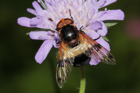 Gemeine Hummel-Schwebfliege (V. pellucens)