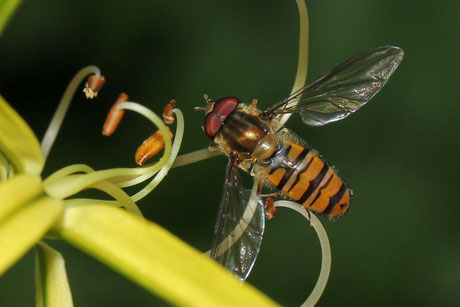 Hainschwebfliege (Episyrphus balteatus)