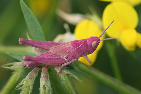 Nachtigall-Grashüpfer Chorthippus biguttulus