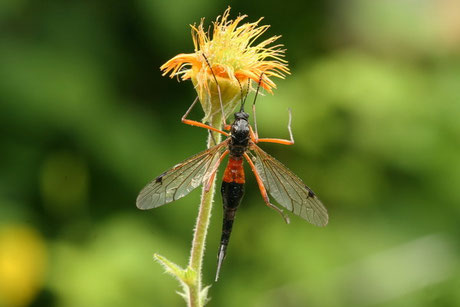 Holzschnake (Tanyptera atrata)