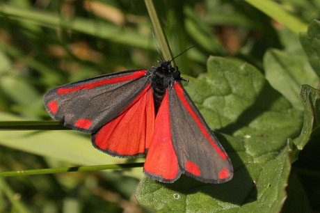 Blutbär Jakobskrautbär (Thyria jacobaeae)