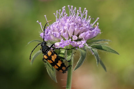 Vierbindiger Schmalbock (Leptura quad.)