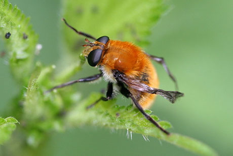 Cheilosia chrysocoma sp.