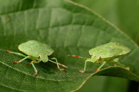 Grüne Baumwanze  (Palomena prasina)