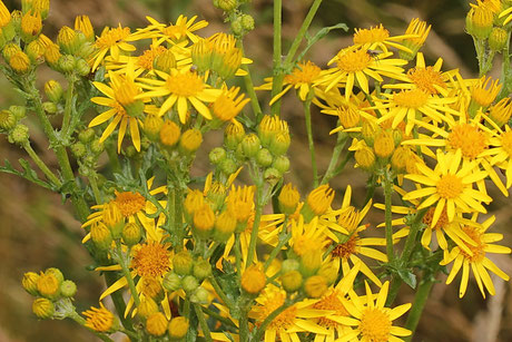 Jakobs-Kreuzkraut (Senecio jacobaea) Futterpflanze der Raupe