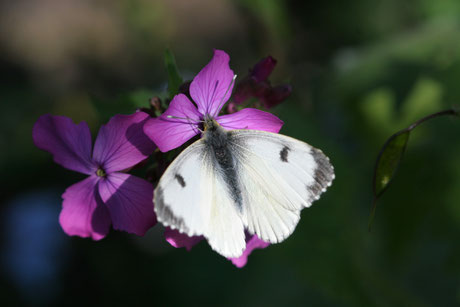 Aurorafalter (Anthocharis cardamines)