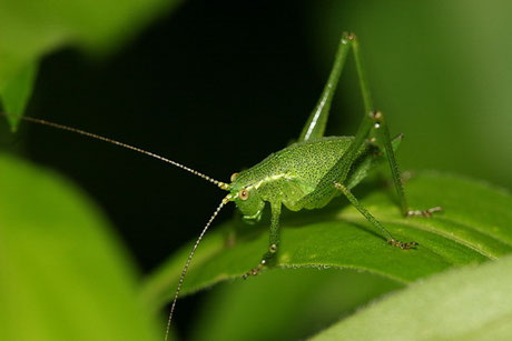 Punktierte Zartschr.  L. punctatissima