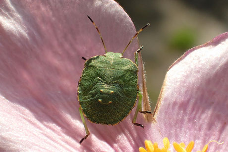 (Focus stacking)