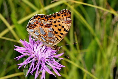 Kleiner Perlmutterfalter  Issoria lathonia