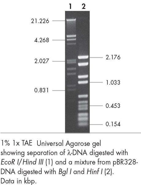 Agarose für die Gelelektrophorese