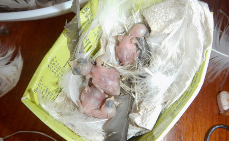 Die winzig kleinen Küken