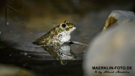 Wechselkröte (Bufotes viridis)