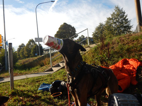 Jurasteig Dogtrekking Dogtrekking Dogtrekking Elbsandstein-Dogtrekking ESDT Harz-Dogtrekking