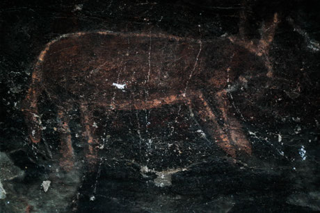 Bushmen painting of a Kudu or Gazelle, South Africa near a farm. Under some rocks, half of a cave.