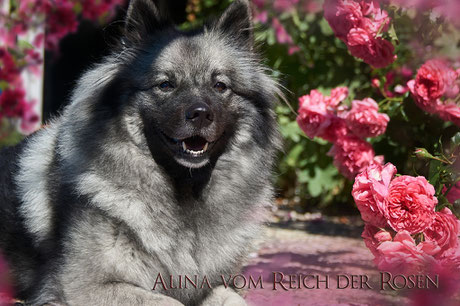 Alina vom Reich der Rosen