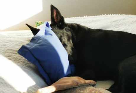 Angsthund, Hund hat Angst, Problemhund