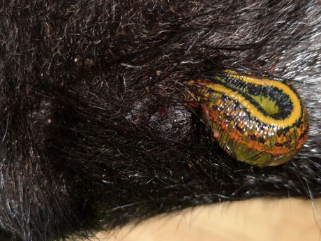 Blutegel, Blutegeltherapie auf Rezept