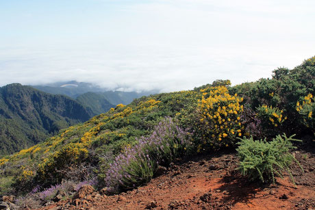 Blütenpracht Roque de Los Muchachos