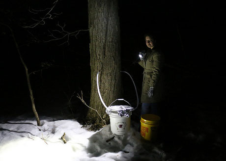 Nighttime photo of collecting sap from maple tree, courtesy of Glenn Marsch.