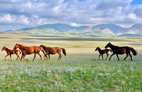 Kirgistan. Pferde in den Bergen am Song Kul Lake. Datewithplaces, Juli 2017.