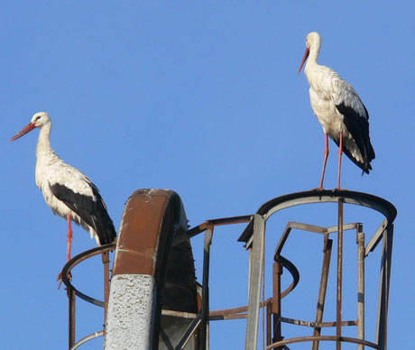 Fotos: H. Wolek