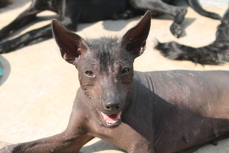 Fotografia a Frida, Xoloitzcuintle hembra variedad sin pelo color negro | Xolos Ramirez