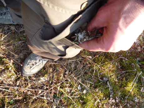 Zundermaterial aus Birke, Birke als Survivalbaum, Birkenrinde nutzen, Birkenrinde zum Feurmachen nutzen.