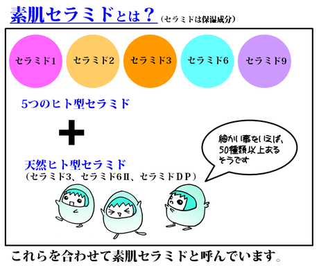 素肌セラミド＝マルチヒト型セラミド+天然ヒト型セラミド