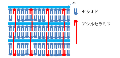 アシルセラミド　超長鎖脂肪酸