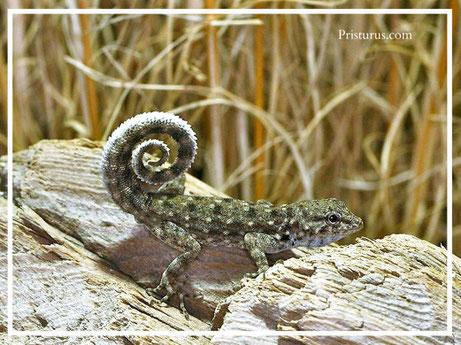 Pristurus sp. "Hinna"