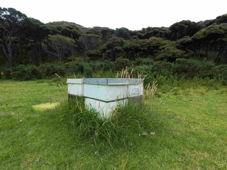 Ruches dans le Bush de Nouvelle-Zélande