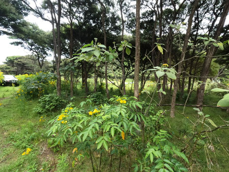 Forêt native de Nouvelle-Zélande - Miel de Forêt Tropicale dans l'île nord