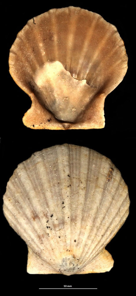 Flexopecten glaber, sabbie a echinodermi di Tarquinia (VT)