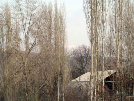 poplars at remote village in Kyrgyzstan