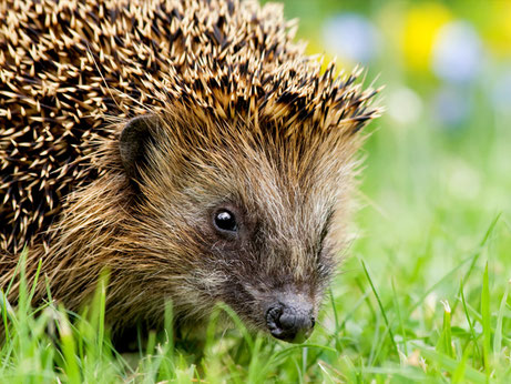 Igel (Foto: Andreas Giessler, LBV Bildarchiv