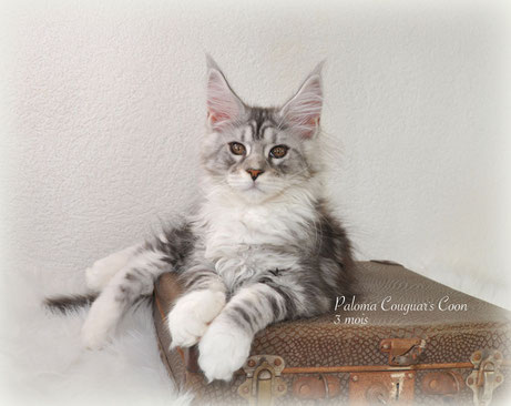 Chatte  Maine Coon femelle Black Silver Blotched Tabby et Blanc